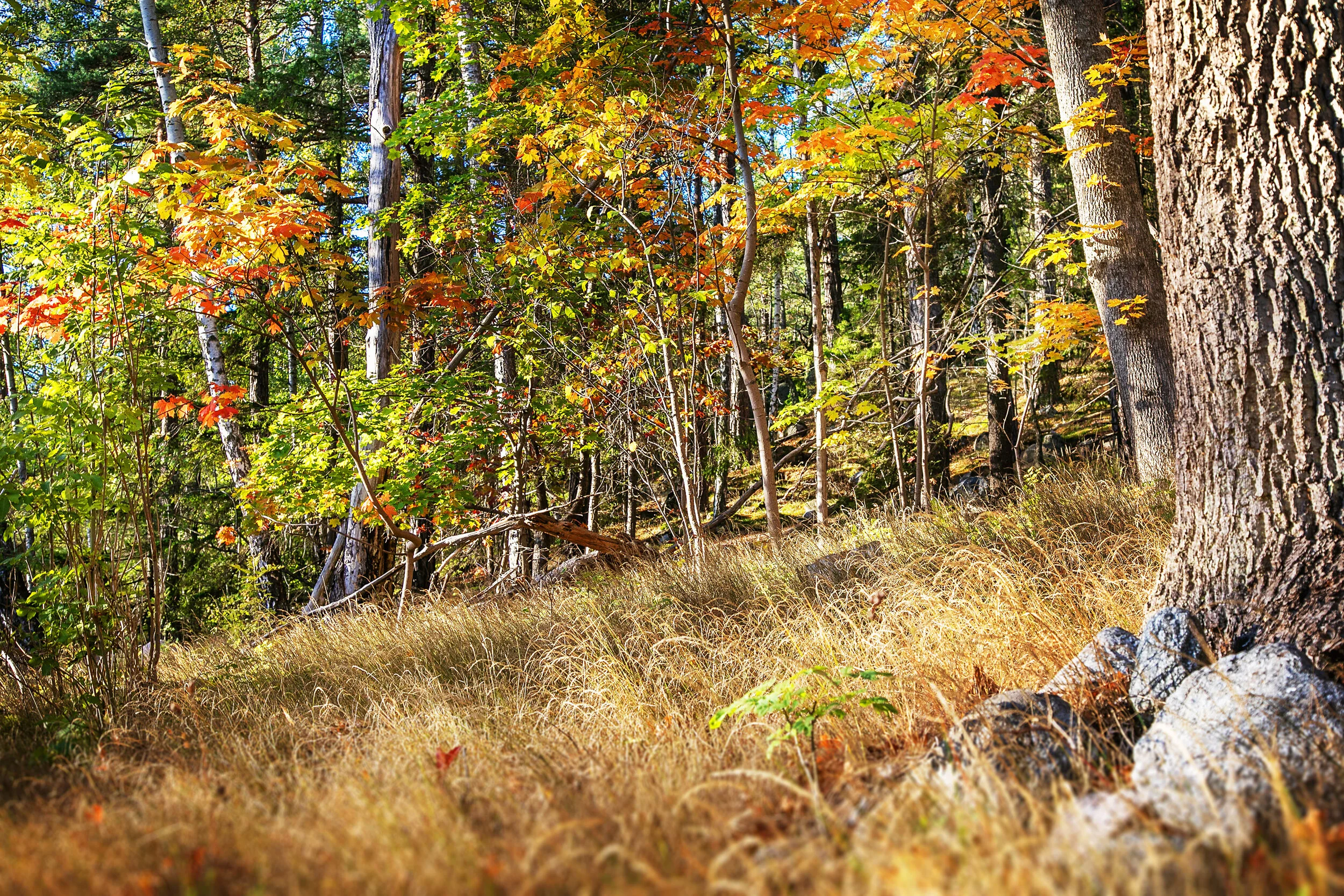 W--Kils_Gårdsväg_20B_Natur-14.jpg