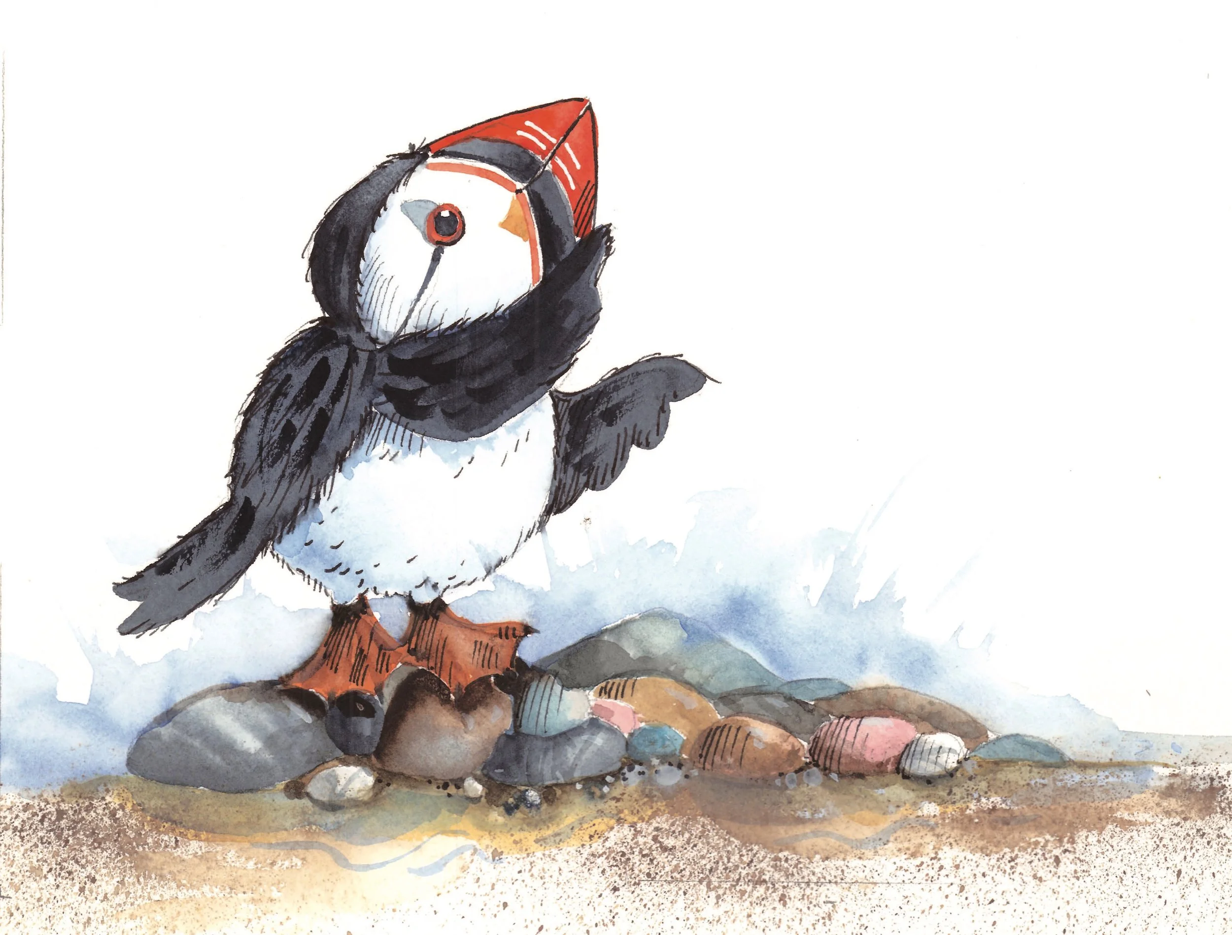 puffin-malibu-maine.jpg