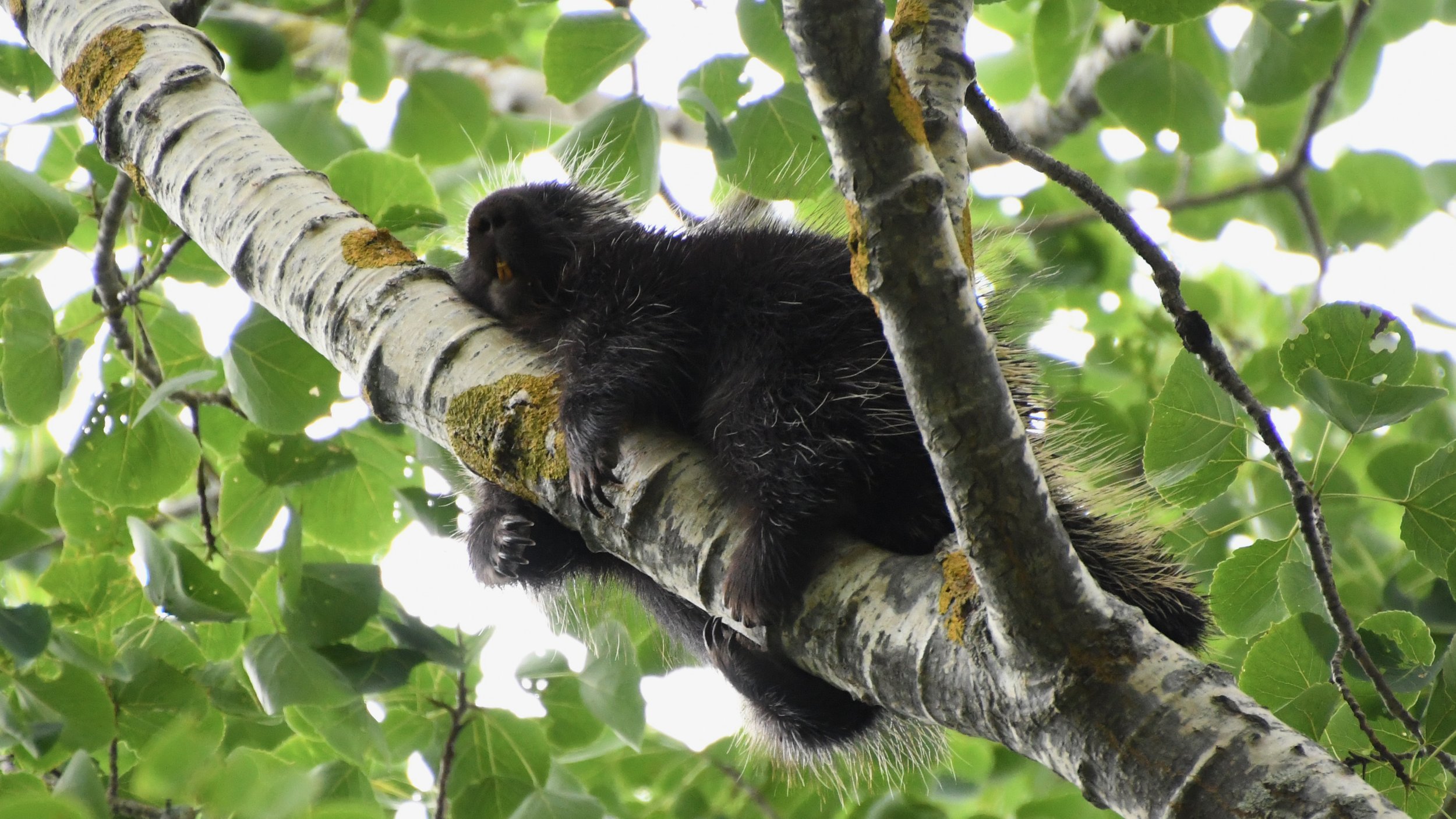Power napping porcupine