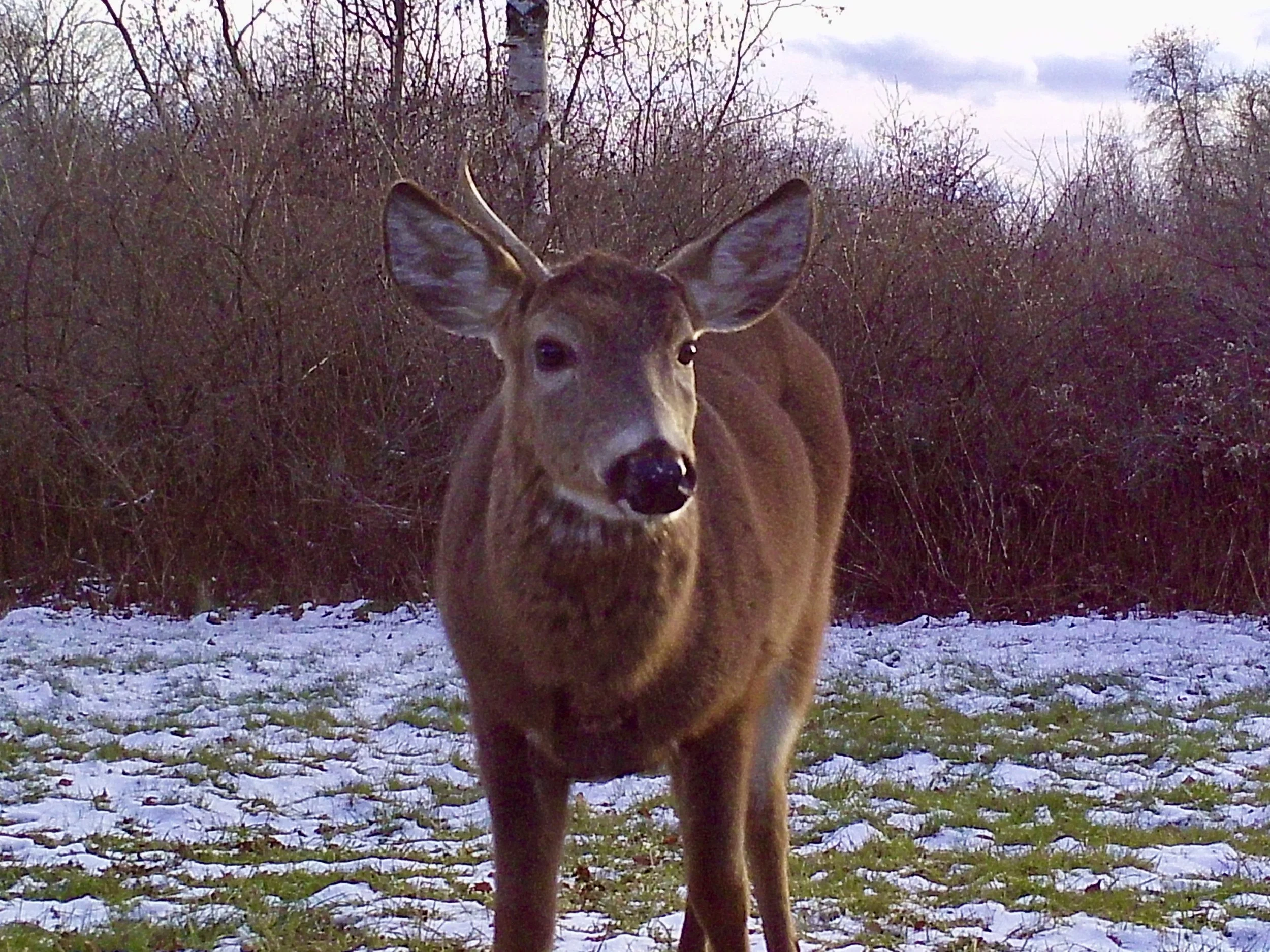 A little buck's big shake
