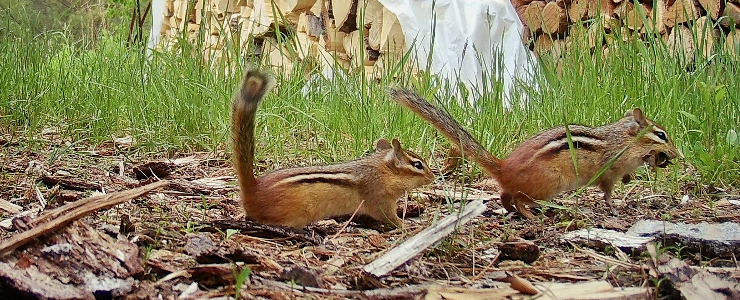 Double-dating Chipmunks