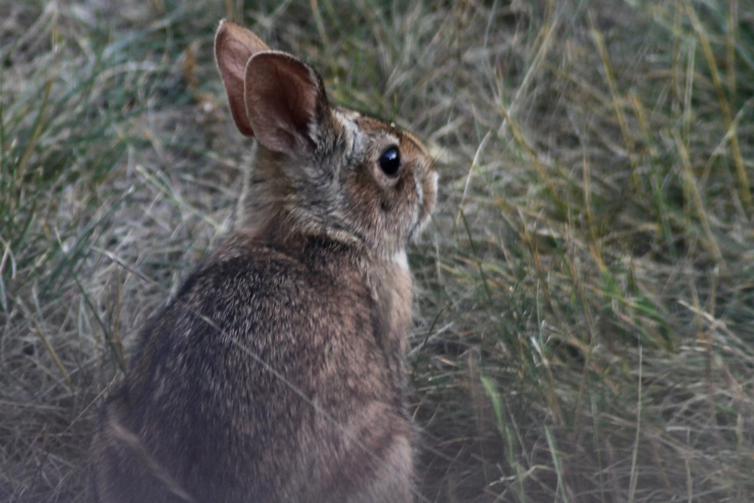 New England cottontail rabbit video short clips