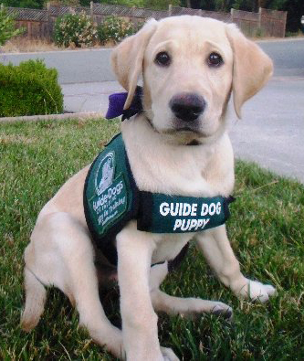 guide-puppy.jpg
