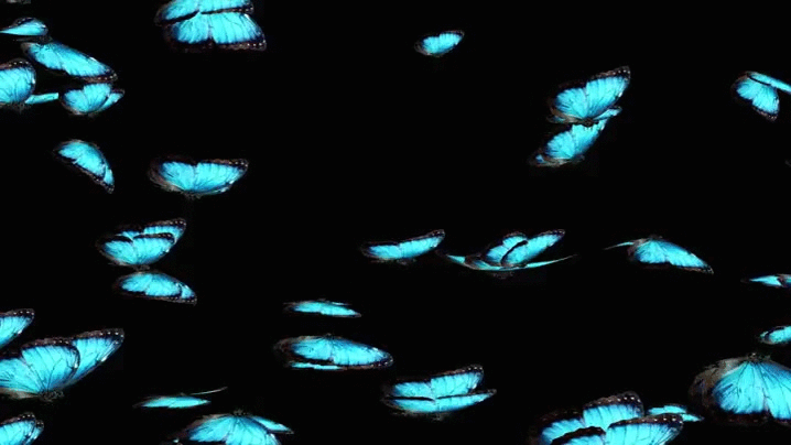 GvvcMWE.gif