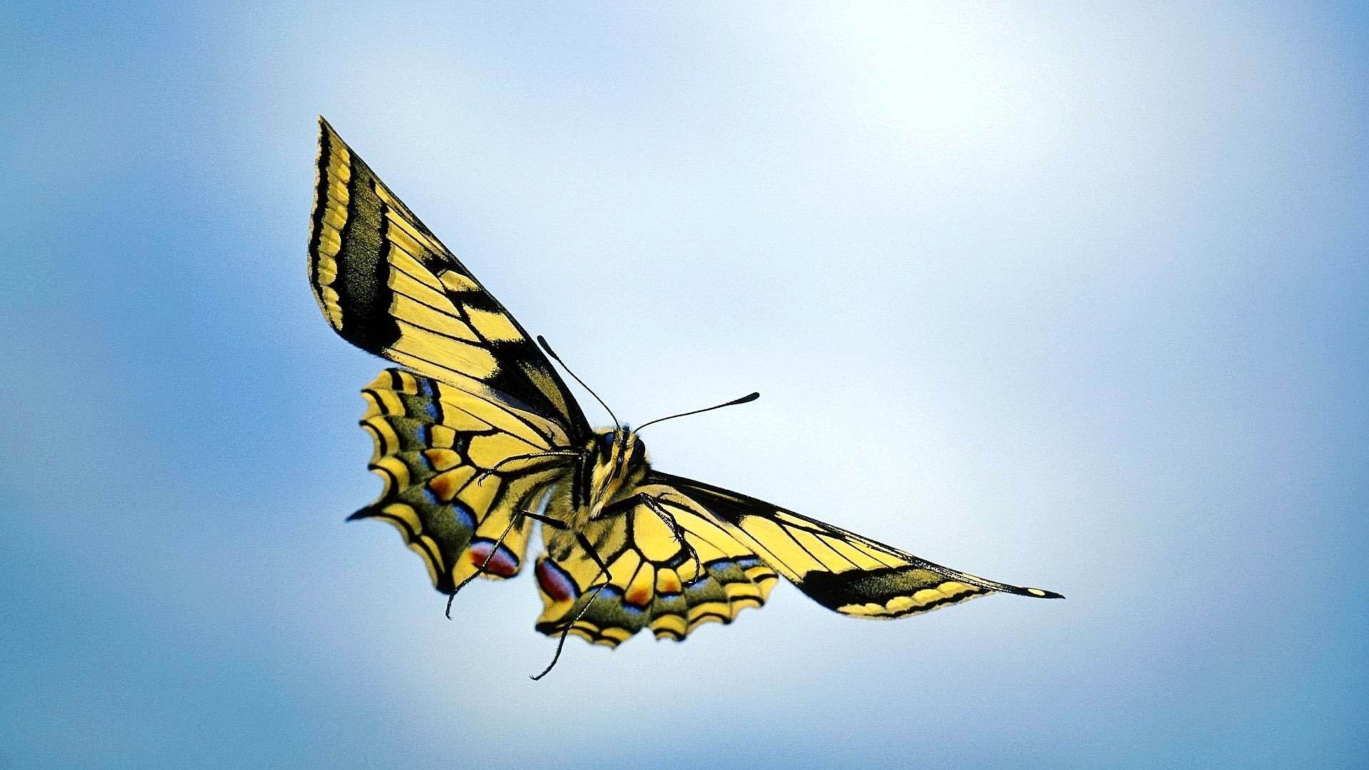 flying-colorful-butterfly-images-5-cool-wallpaper.jpg