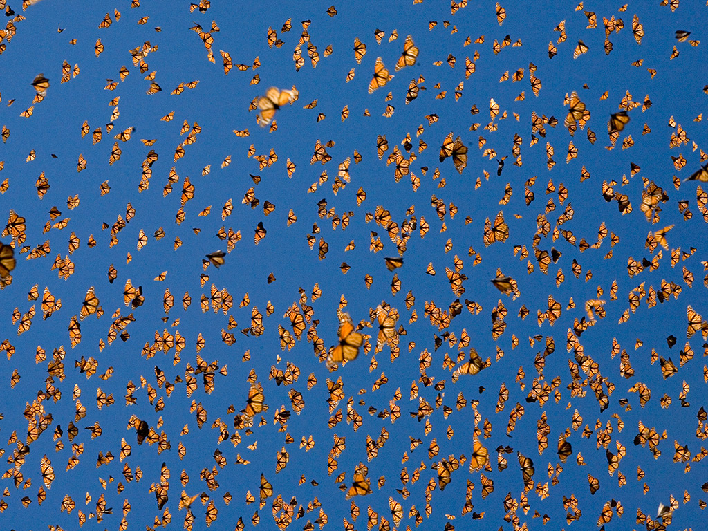 53da6d306dec627b149e989d_monarch-butterfly-migration-ingo-arndt-minden-pictures.jpg