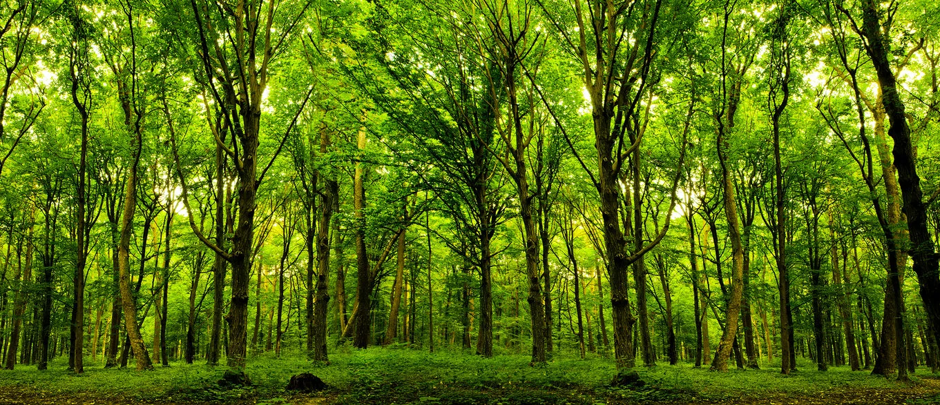 Trees-are-Tremendous.jpg