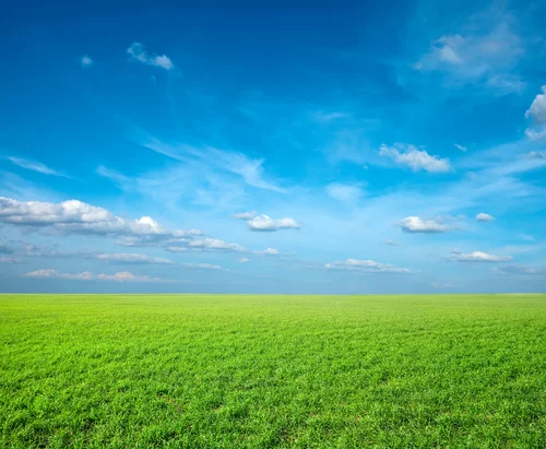 Green grass fable.jpg