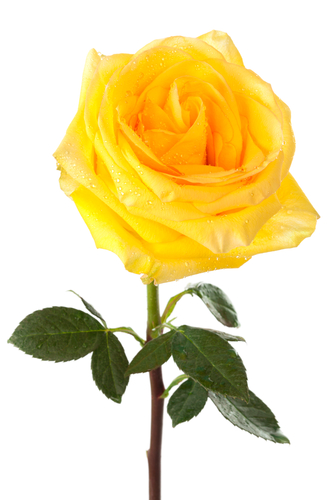 Yellow rose.jpg