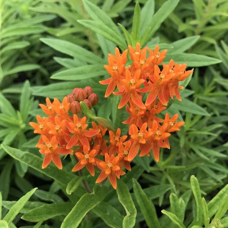 Asclepias-tuberosa-AUGUST5.jpg