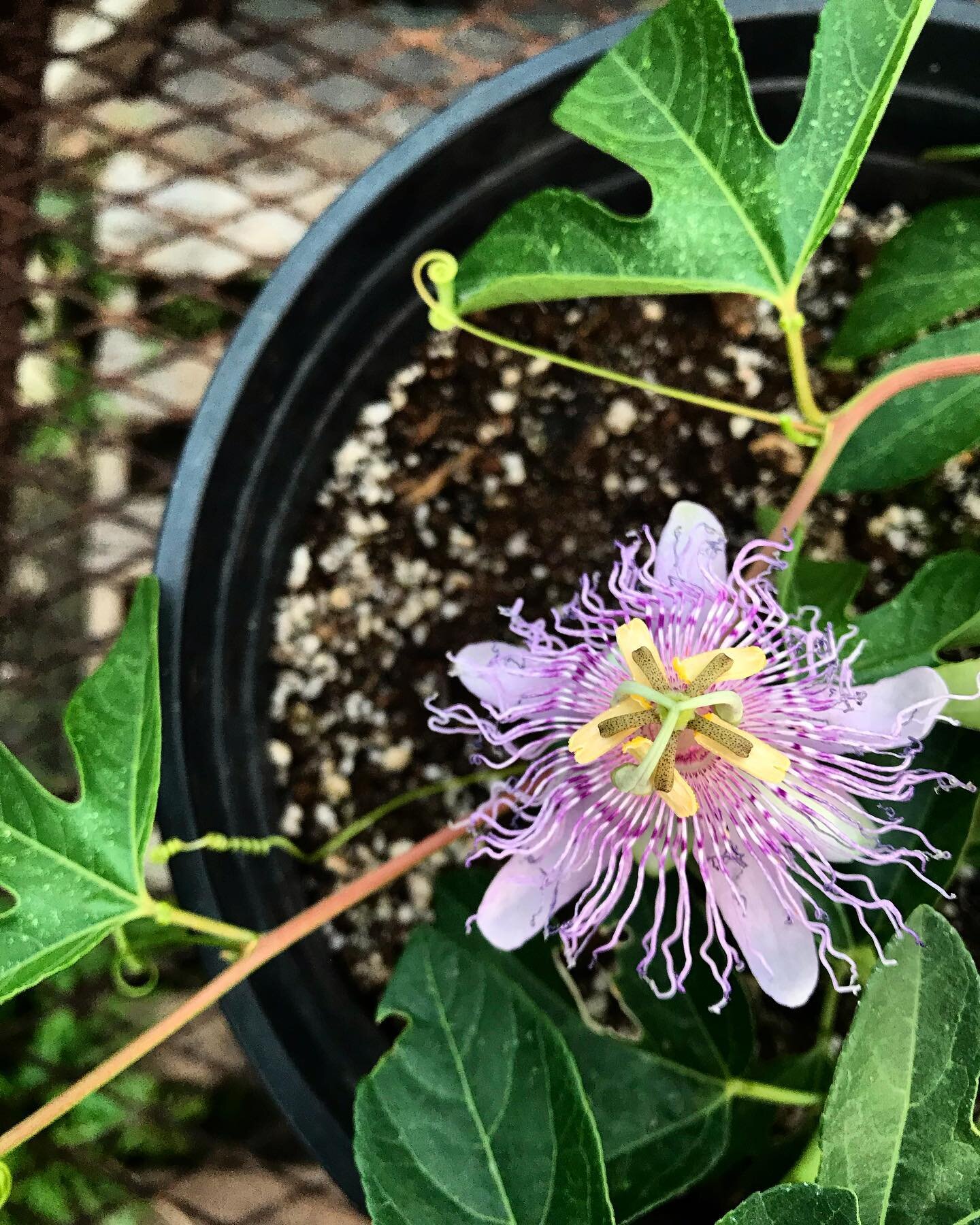 I&rsquo;m on a passionflower mission✨We decided to grow these in pots in the greenhouse this year. We&rsquo;re doing this so we can dig up the roots to make divisions to make more passionflower babies. We&rsquo;ve always started it from seed, but as 