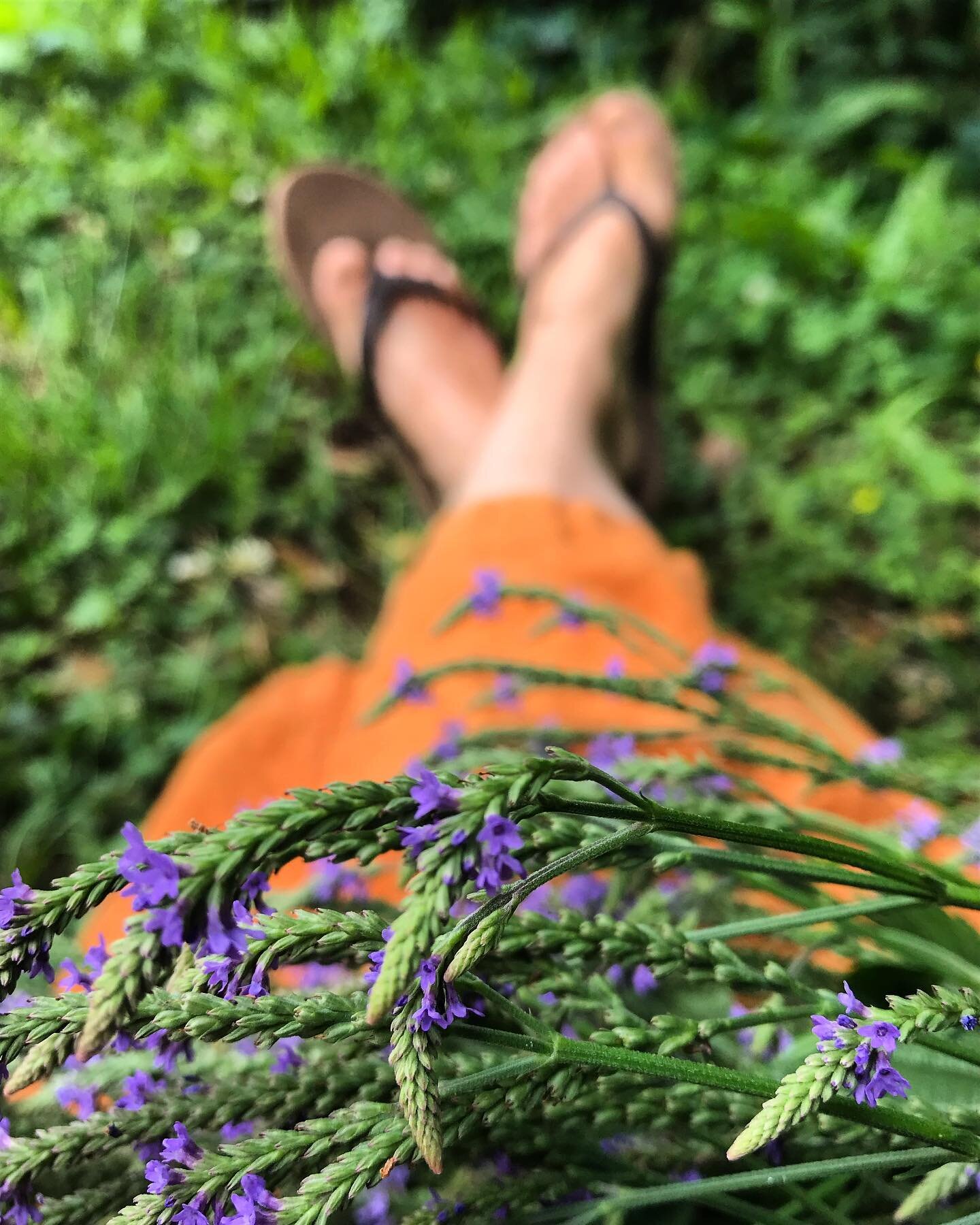 Taking a moment to sit with the magic of Blue Vervain✨ The energy of this plant is so inviting and sweet. Blue Vervain is a beautiful nervine relaxant that eases anxiety and nervous tension along with a whole slew of other benefits. We add Blue Verva