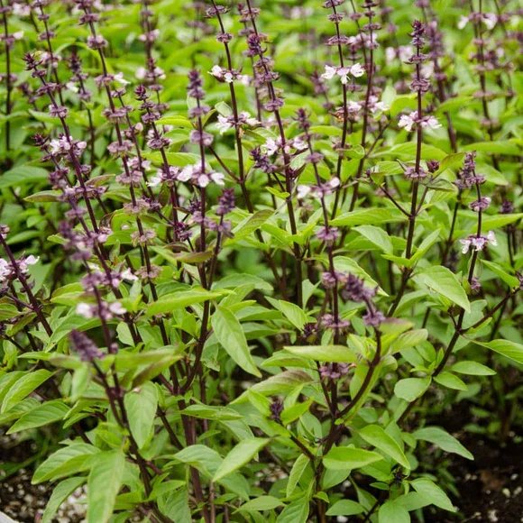 thai-basil-herbs-pinetree-garden-seeds-118.jpg.webp