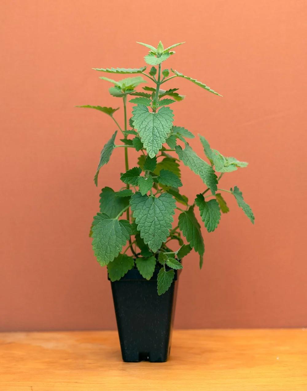 english ivy planting Hedera English Ivy, 4