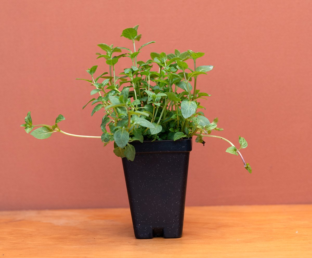 Greek Oregano - Origanum vulgate  Heartsong Herbs