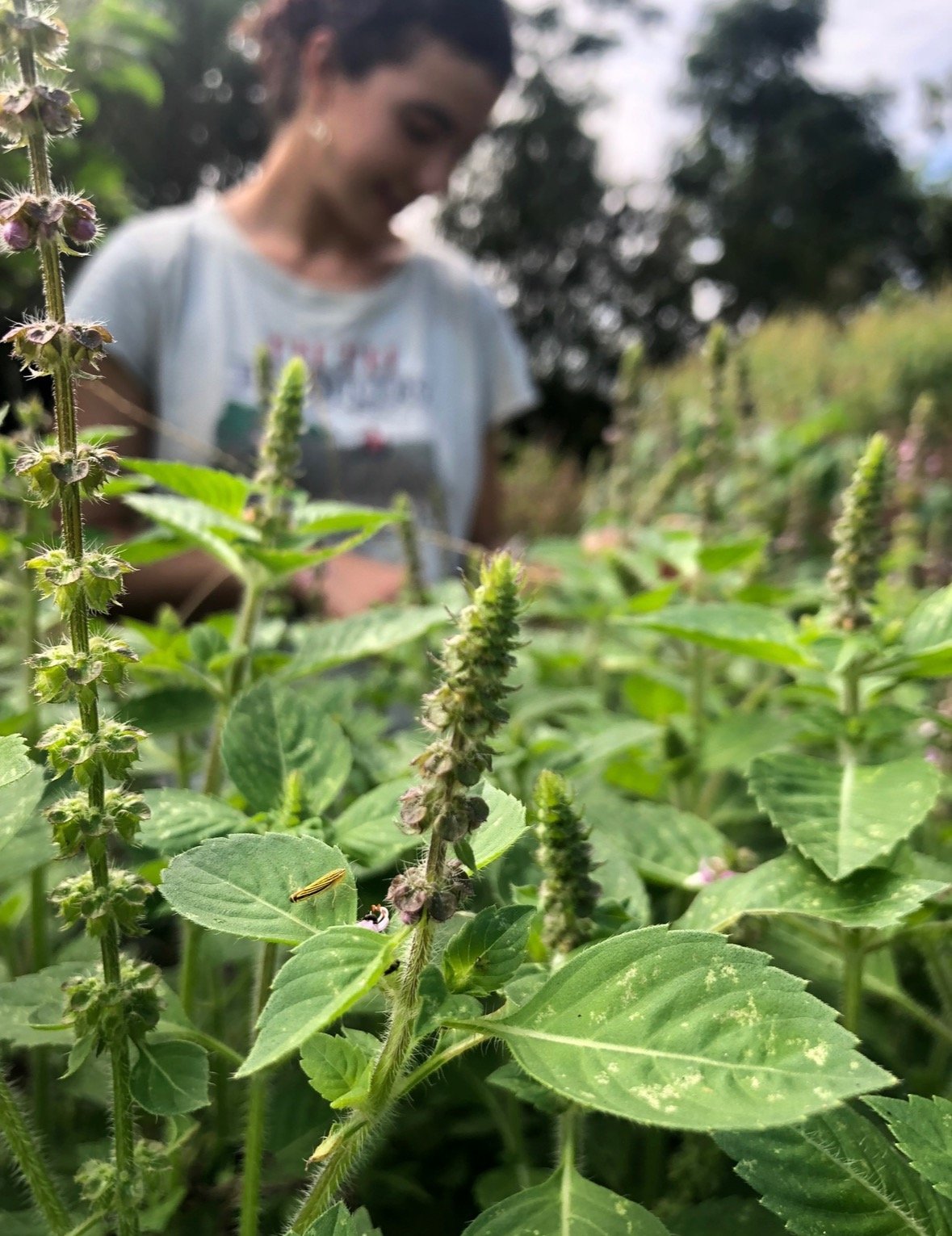 Holy Basil: The Sacred for Everyday