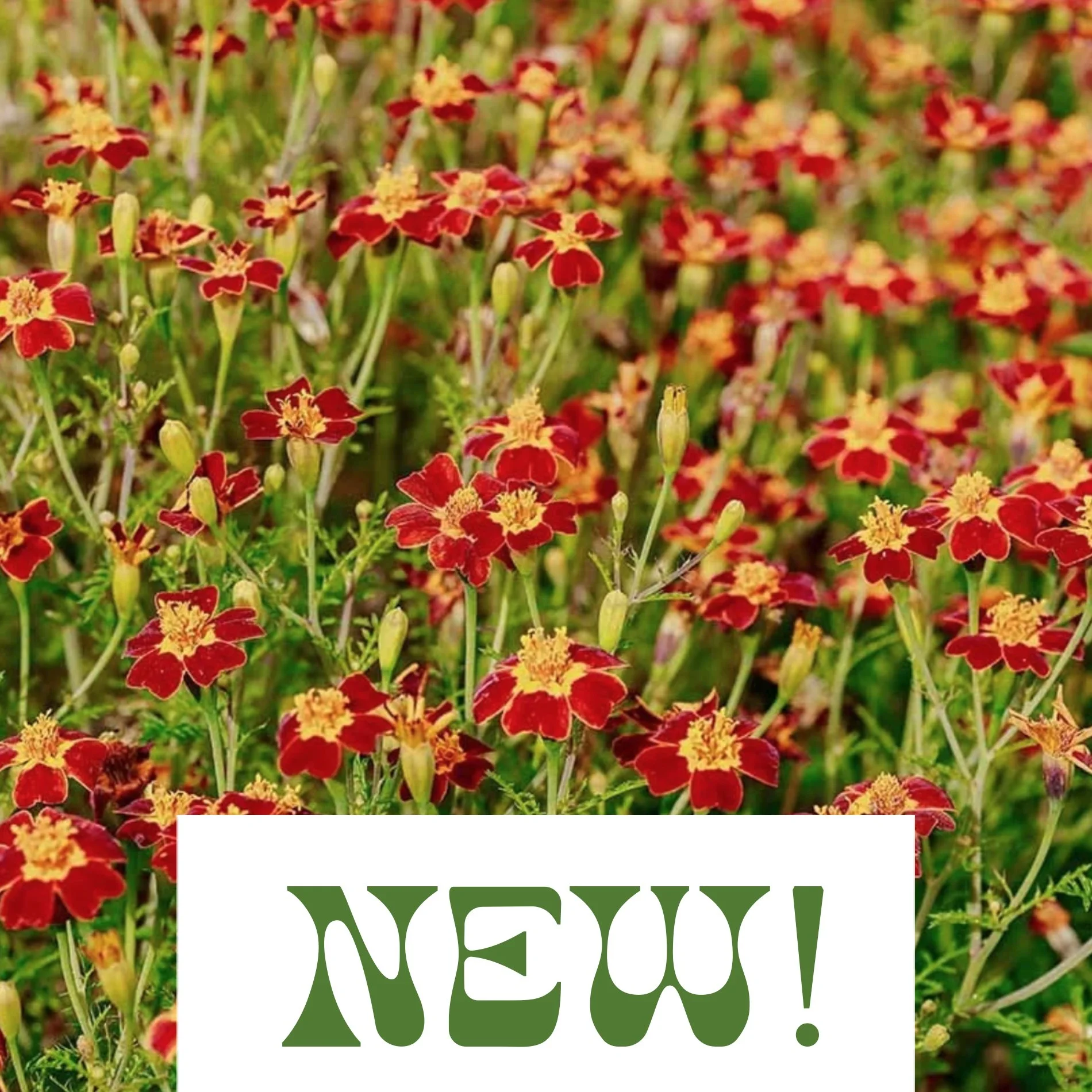 Marigold 'Red Gem' - Tagetes tenuifolia