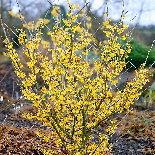 hamamelis-arnold-promise-witch-hazel-shrub-plant-for-uk-gardens-15-25cm-height-including-pot-~5059442097586_01c_MP.webp