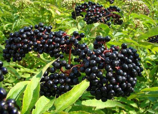 black_elderberry__30908.jpg