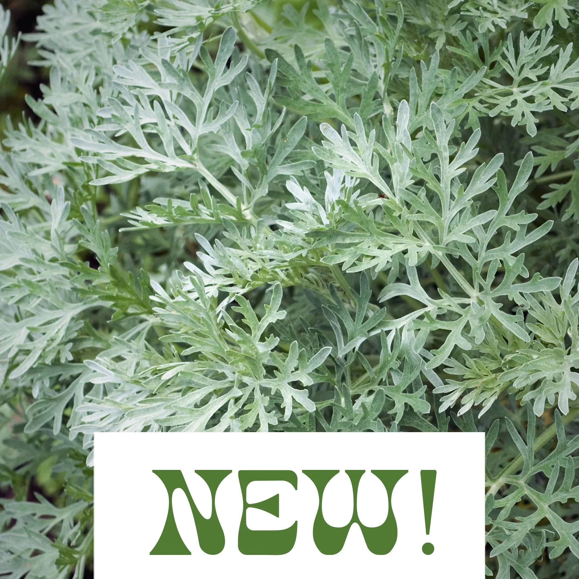 Wormwood - Artemisia absinthium