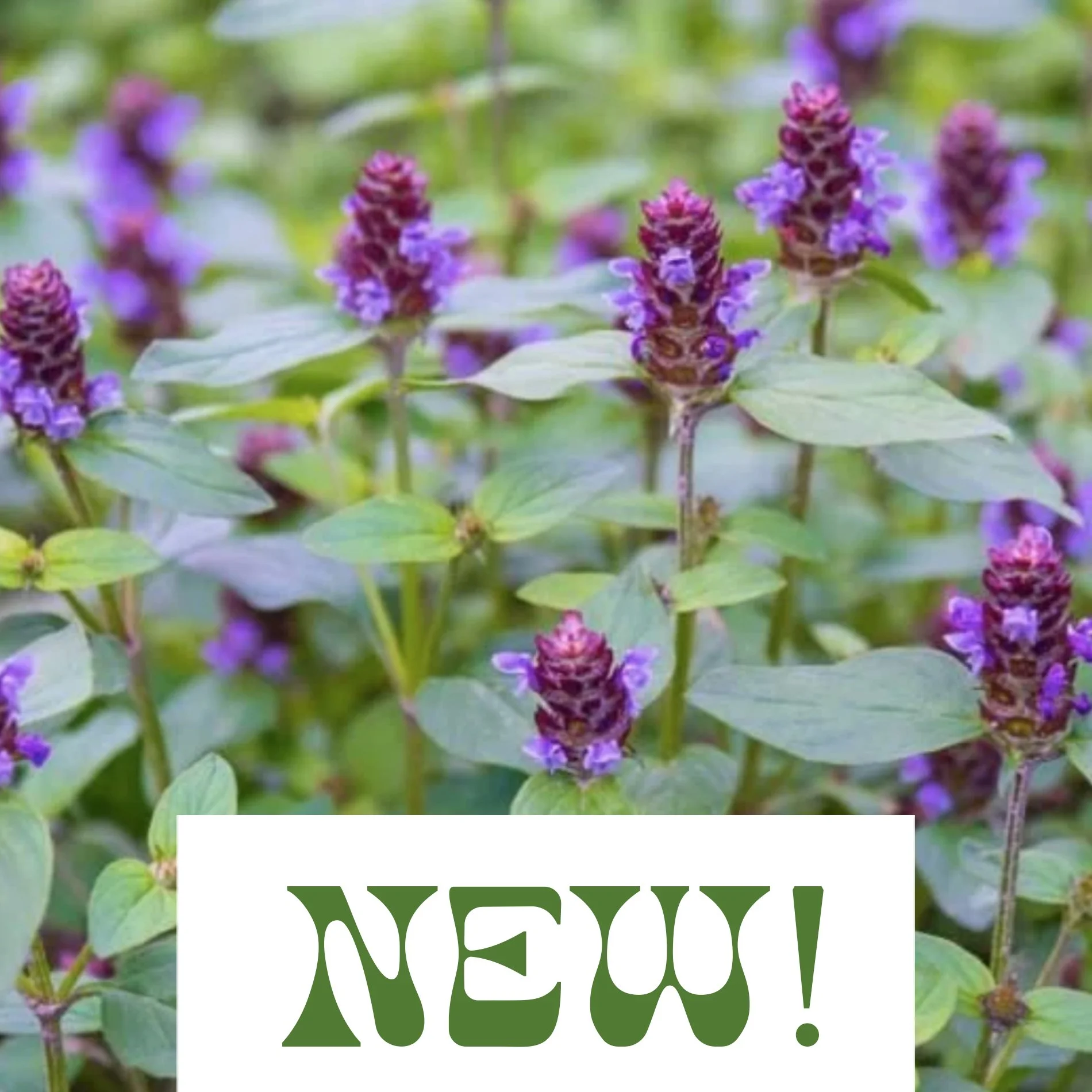 Self Heal - Prunella Vulgaris