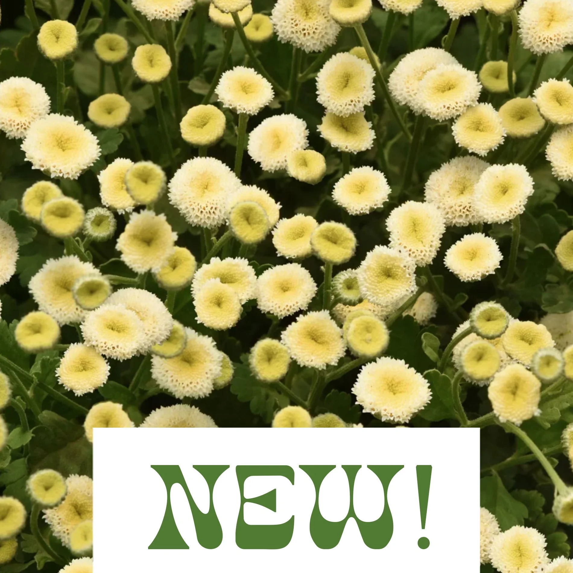 Feverfew 'Magic Lime' - Tanacetum parthenium