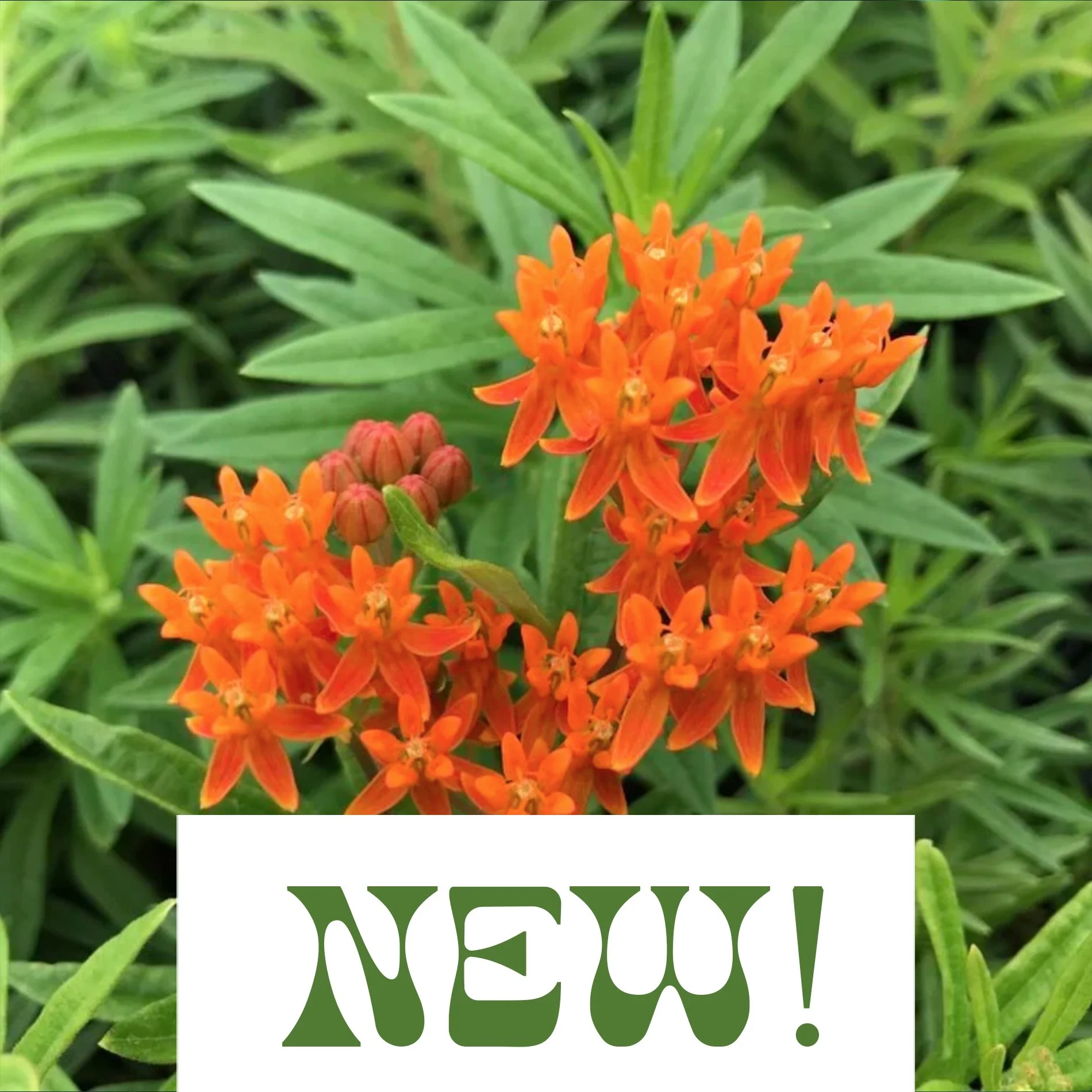 Milkweed- Asclepias tuberosa