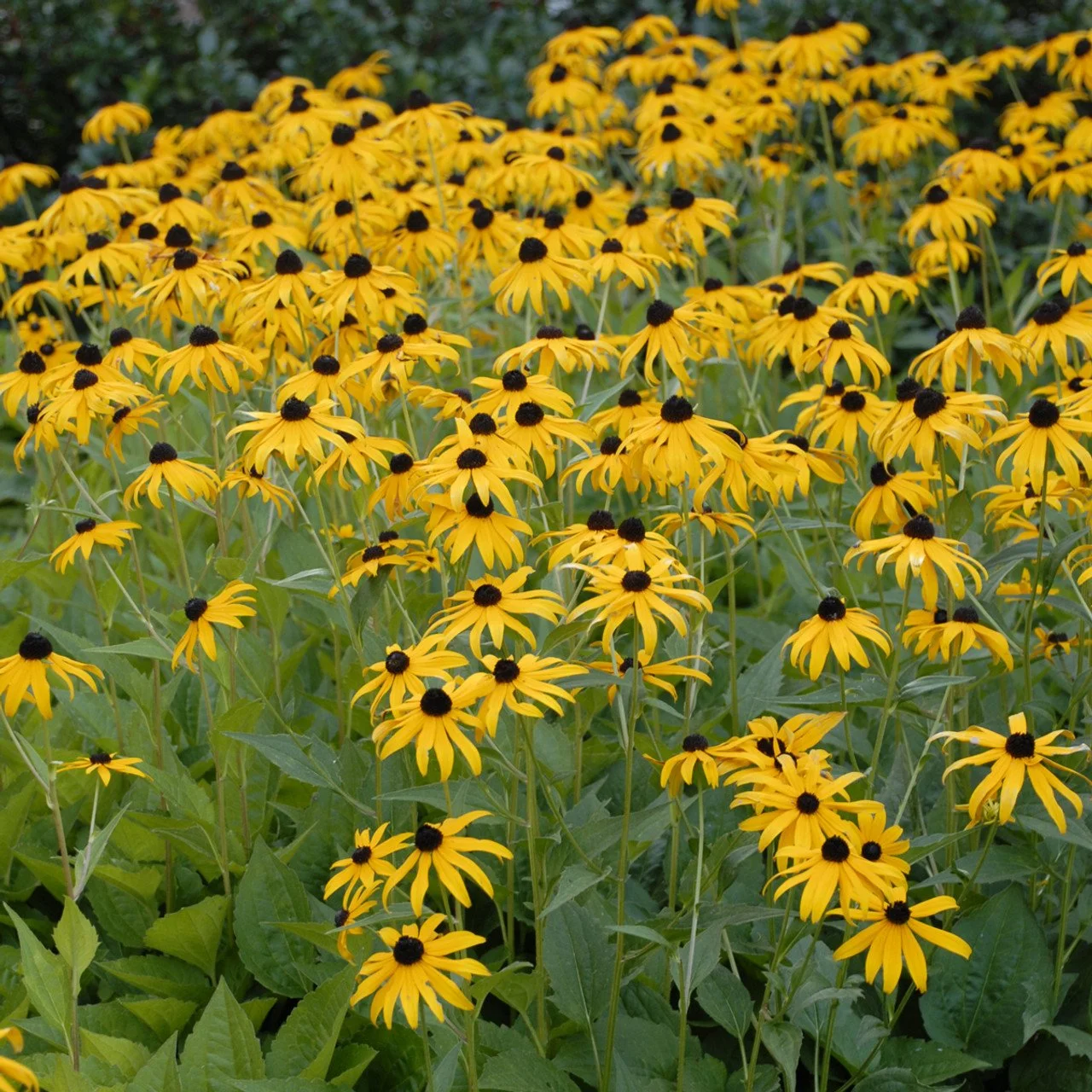 Rudbeckia_fulgida_Goldsturm_0001_high_res__34869.jpg