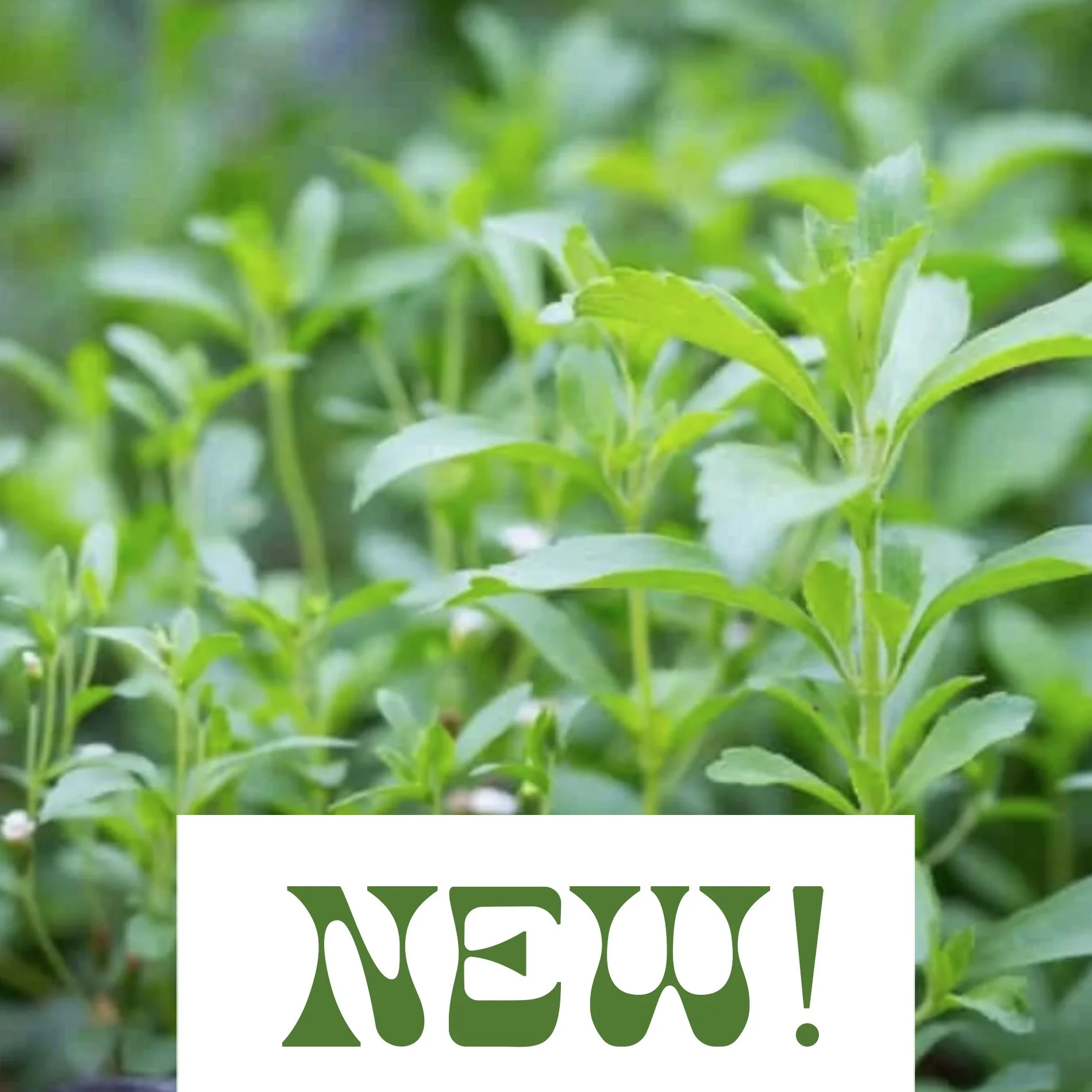 Stevia - Stevia rabaudiana