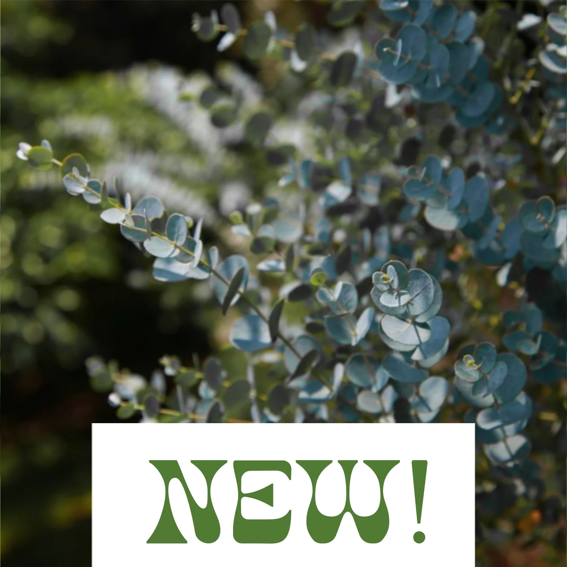 Eucalyptus pulverlenta