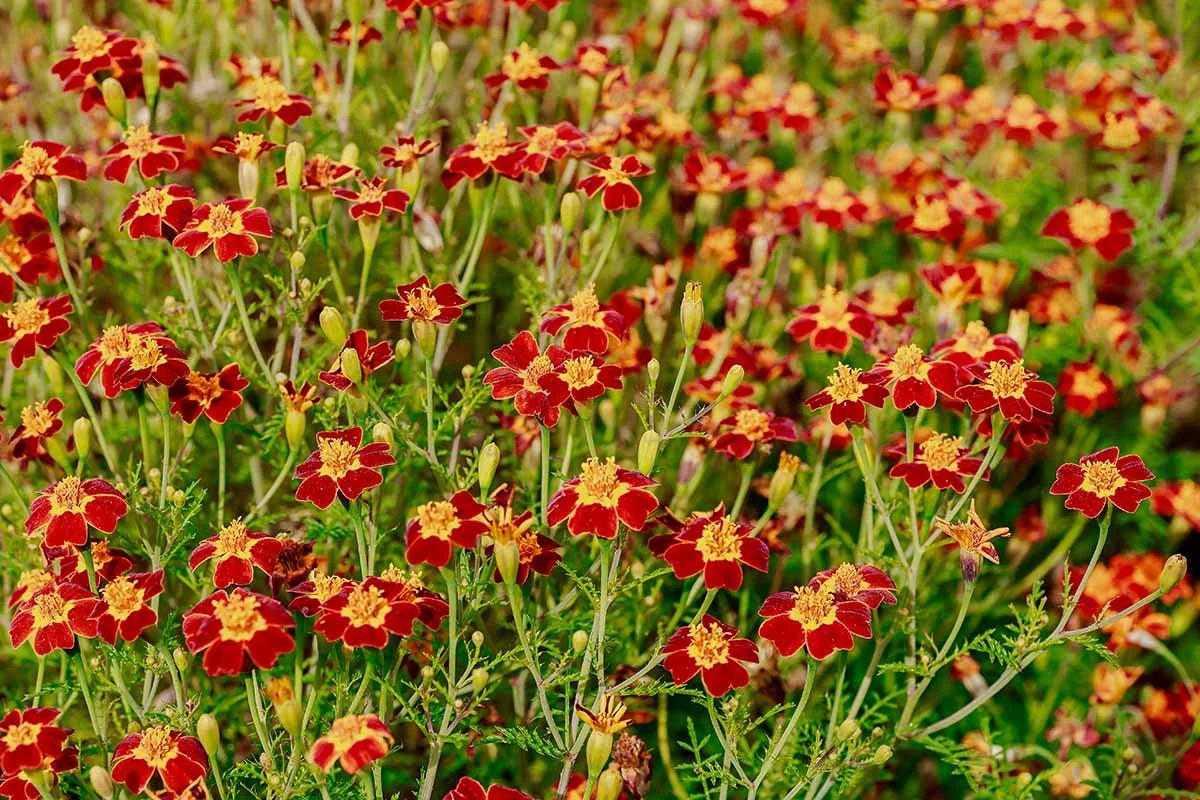 Mass-Planting-of-Signet-Marigolds.jpg