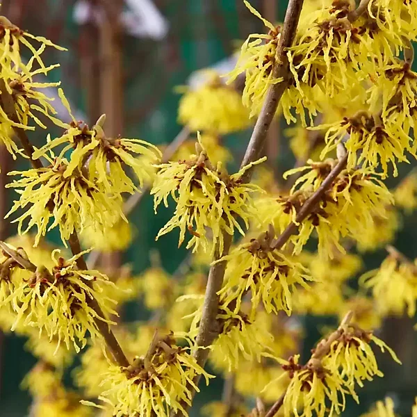 hamamelis-arnold-promise-witch-hazel-shrub-plant-for-uk-gardens-15-25cm-height-including-pot-~5059442097586_03c_MP.webp