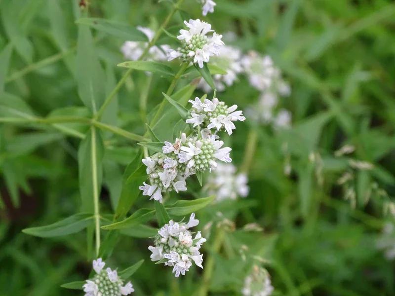 virginia_mountain_mint_01.webp