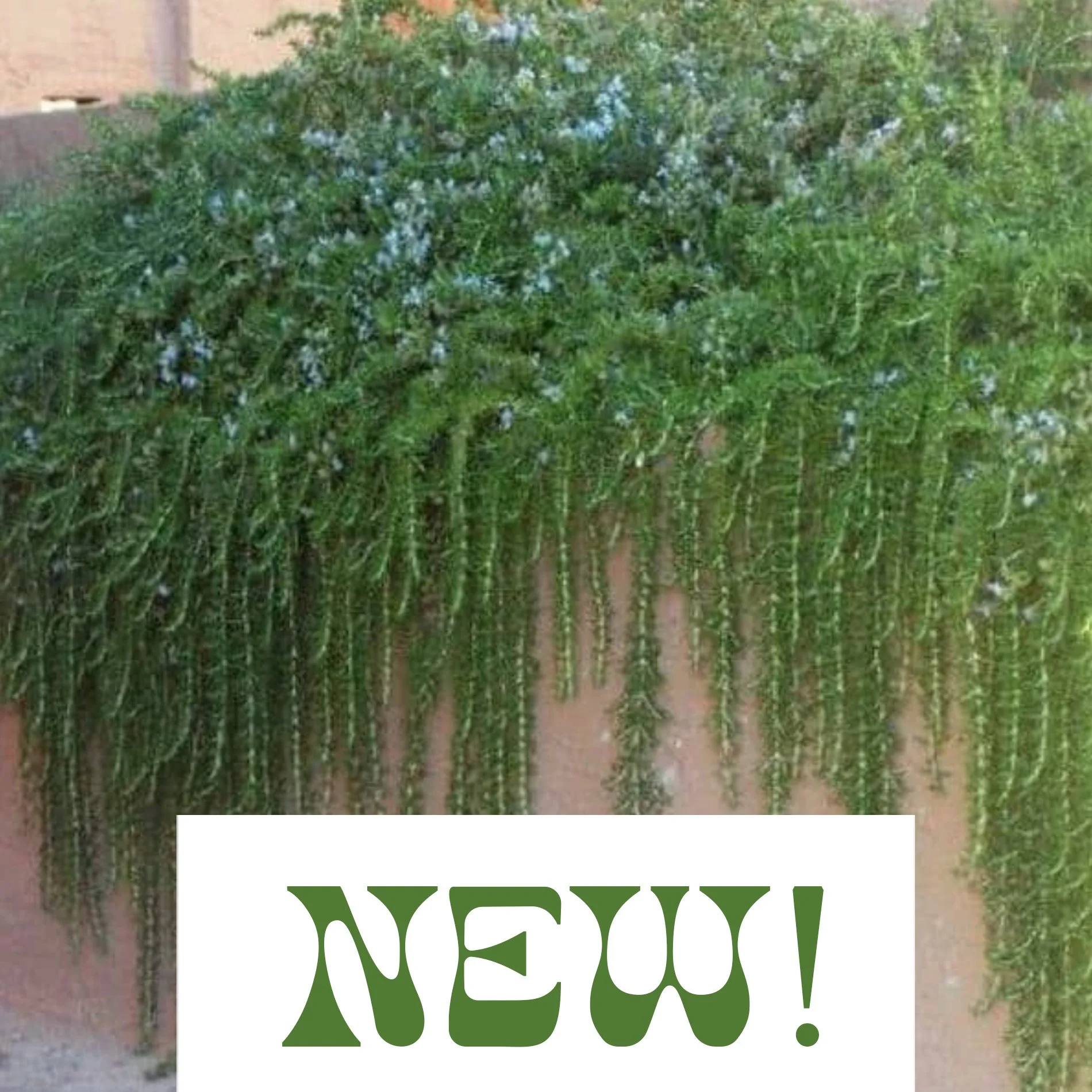 Trailing Rosemary -Salvia rosemarinus