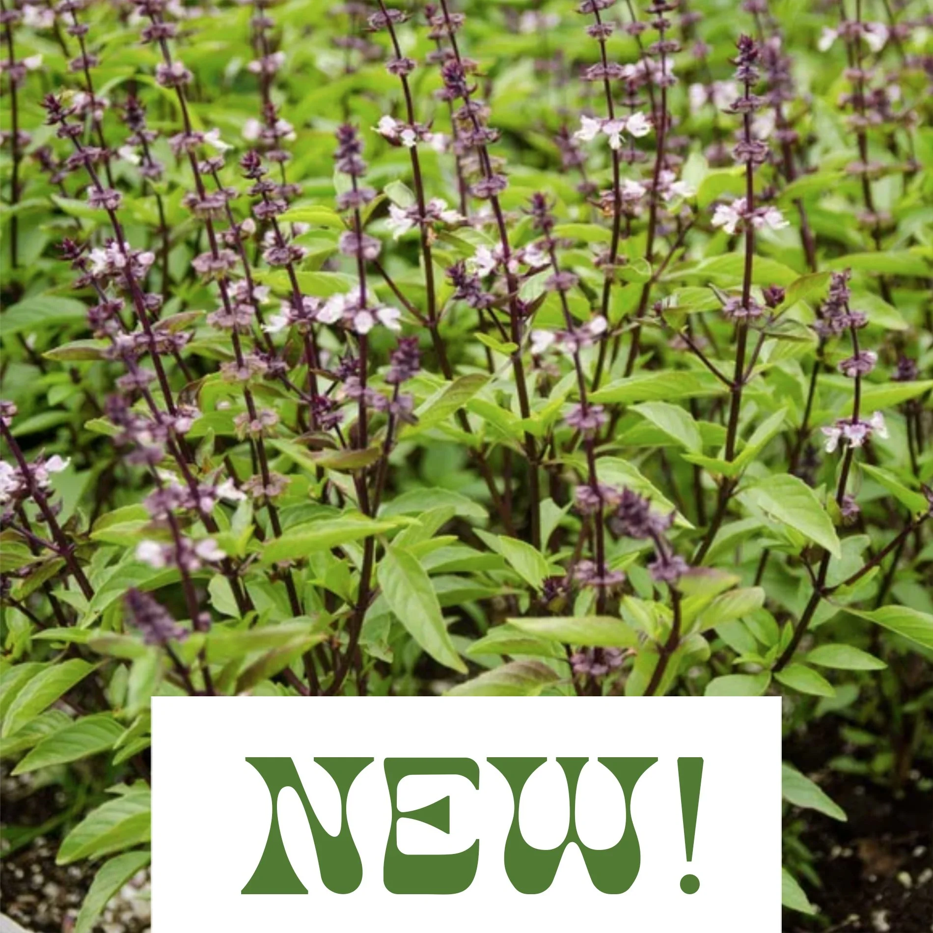 Thai Basil - Ocimum basilicum