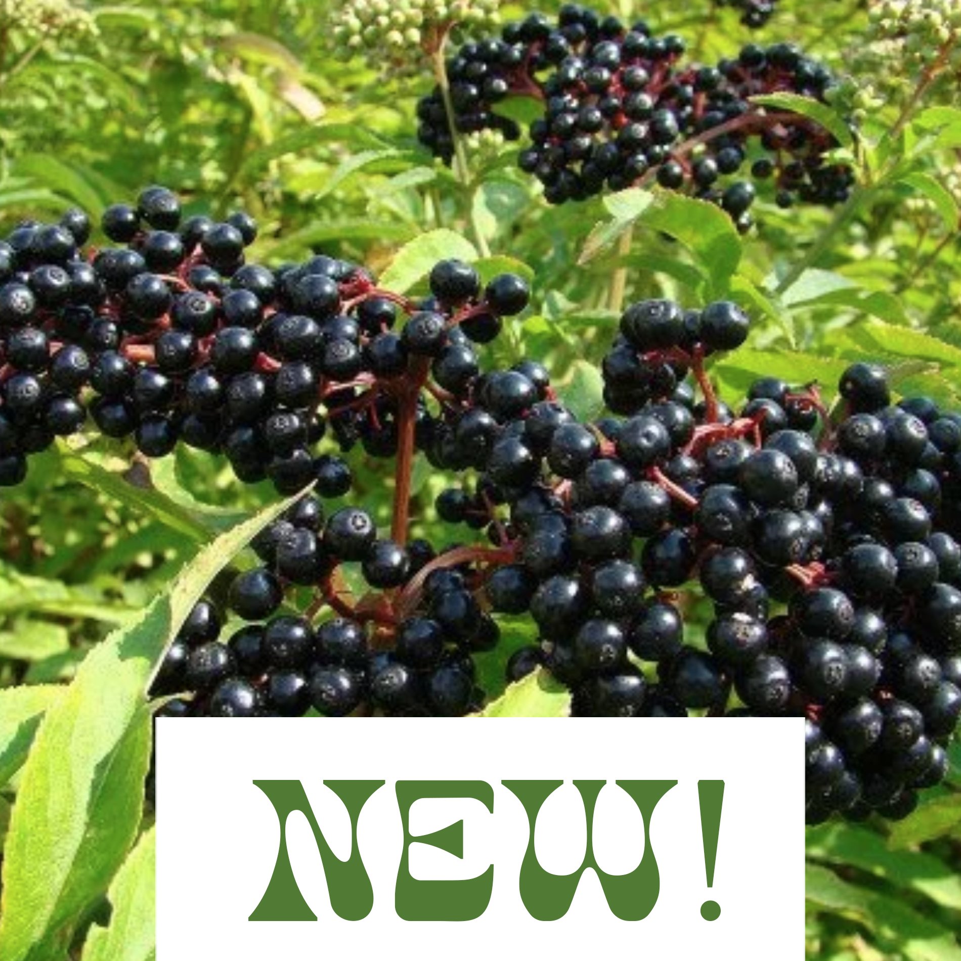 Elderberry 'Bob Gordon' - Sambucus canadensis