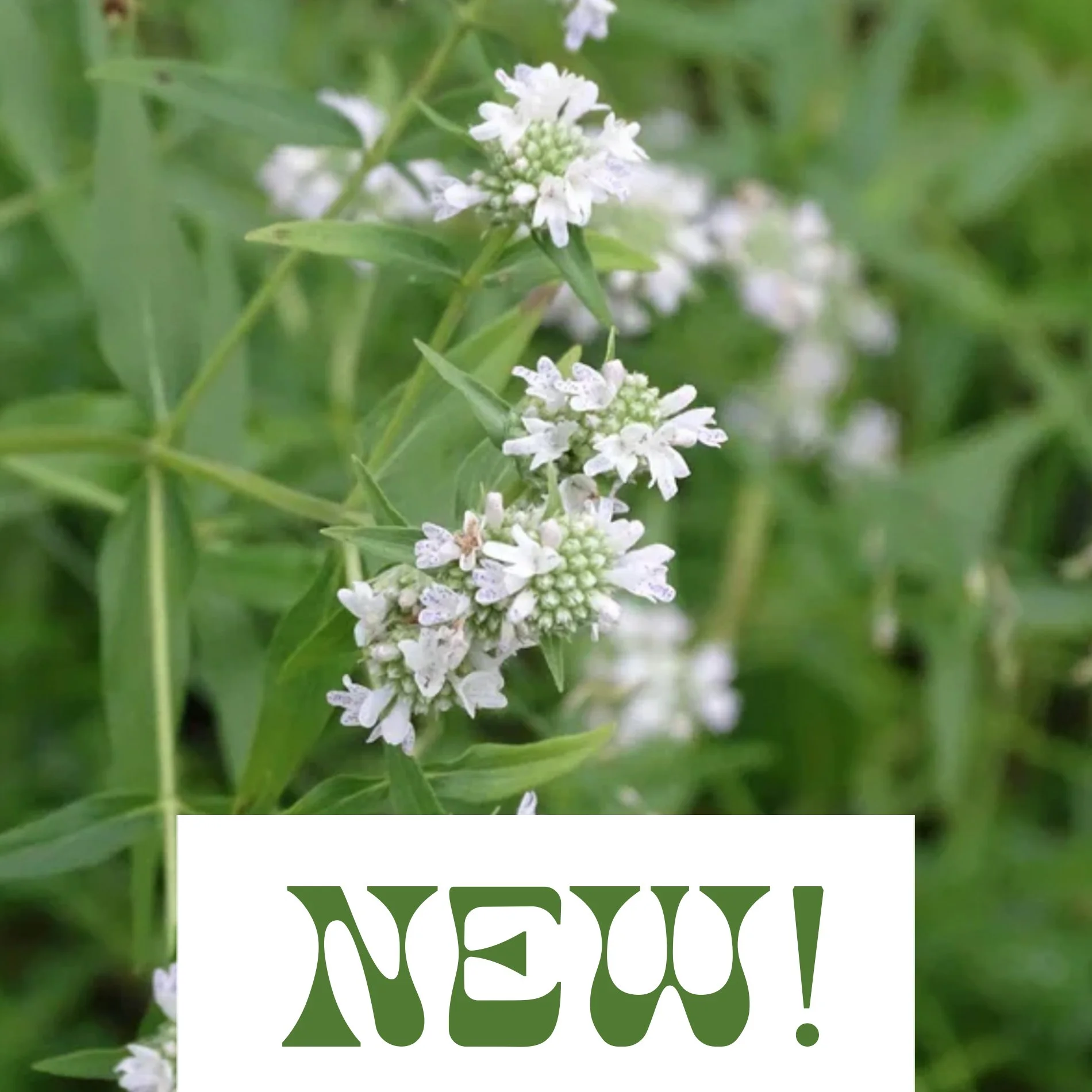 Mountain Mint - Pycnanthemum virginianum