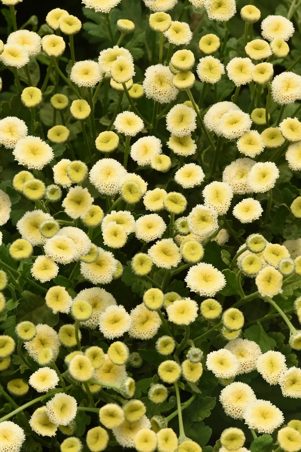 Tanacetum_parthenium-Vegmo_Snowball_17898_C_1.webp