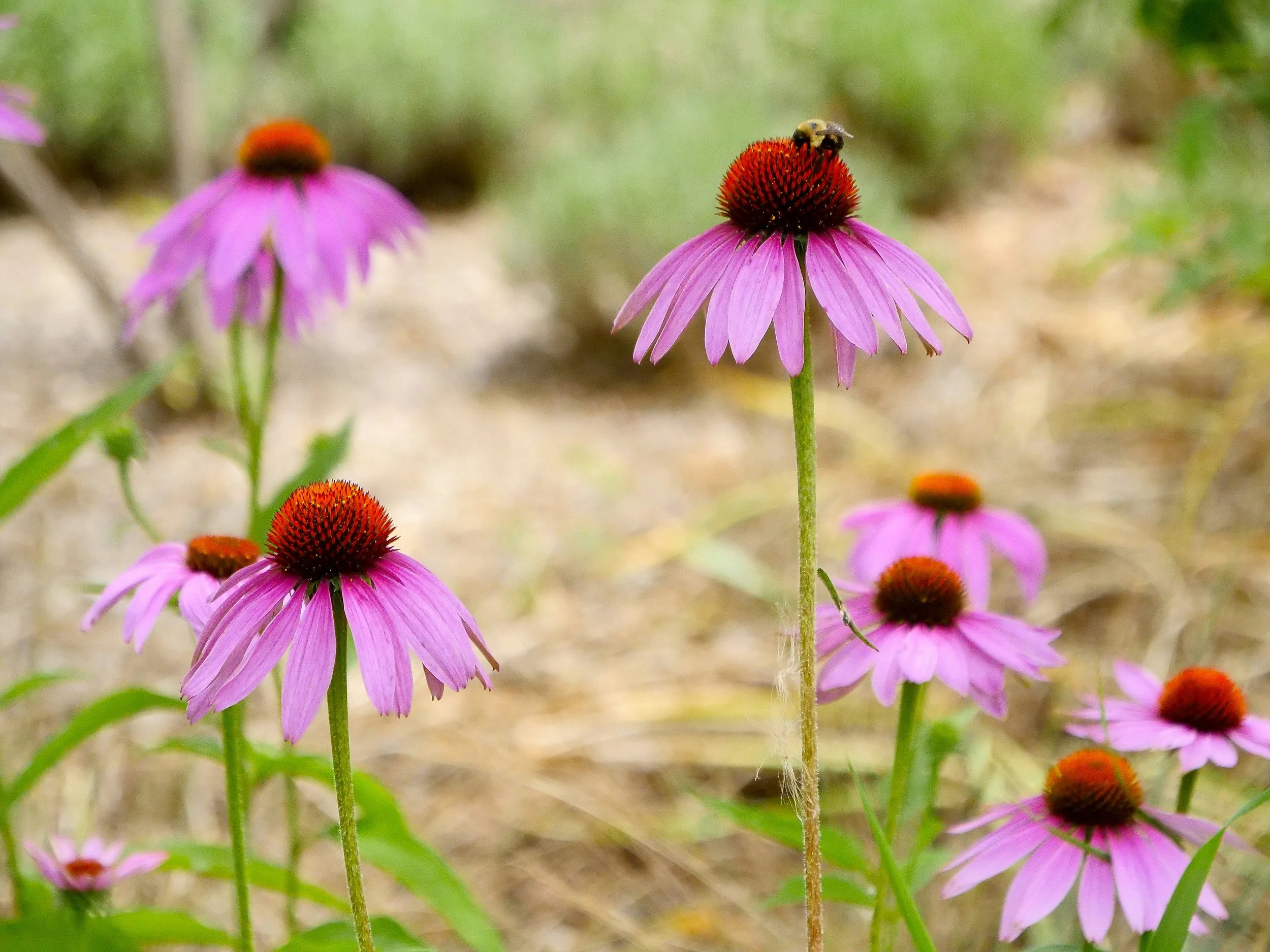 Echinacea - Echinacea purpurea