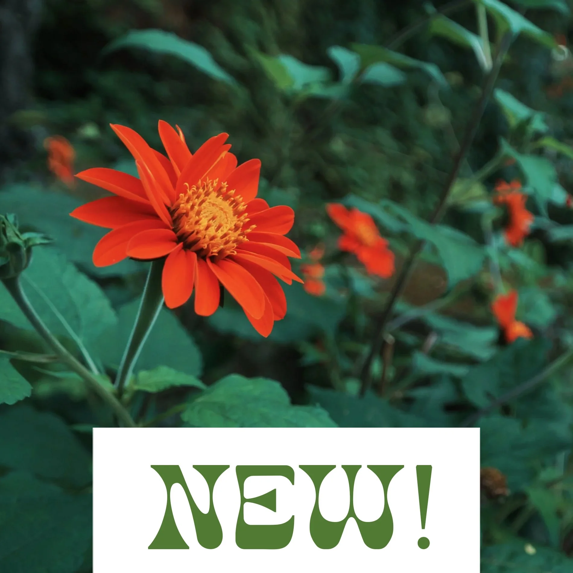 Mexican Sunflower -Tithonia rotundifolia