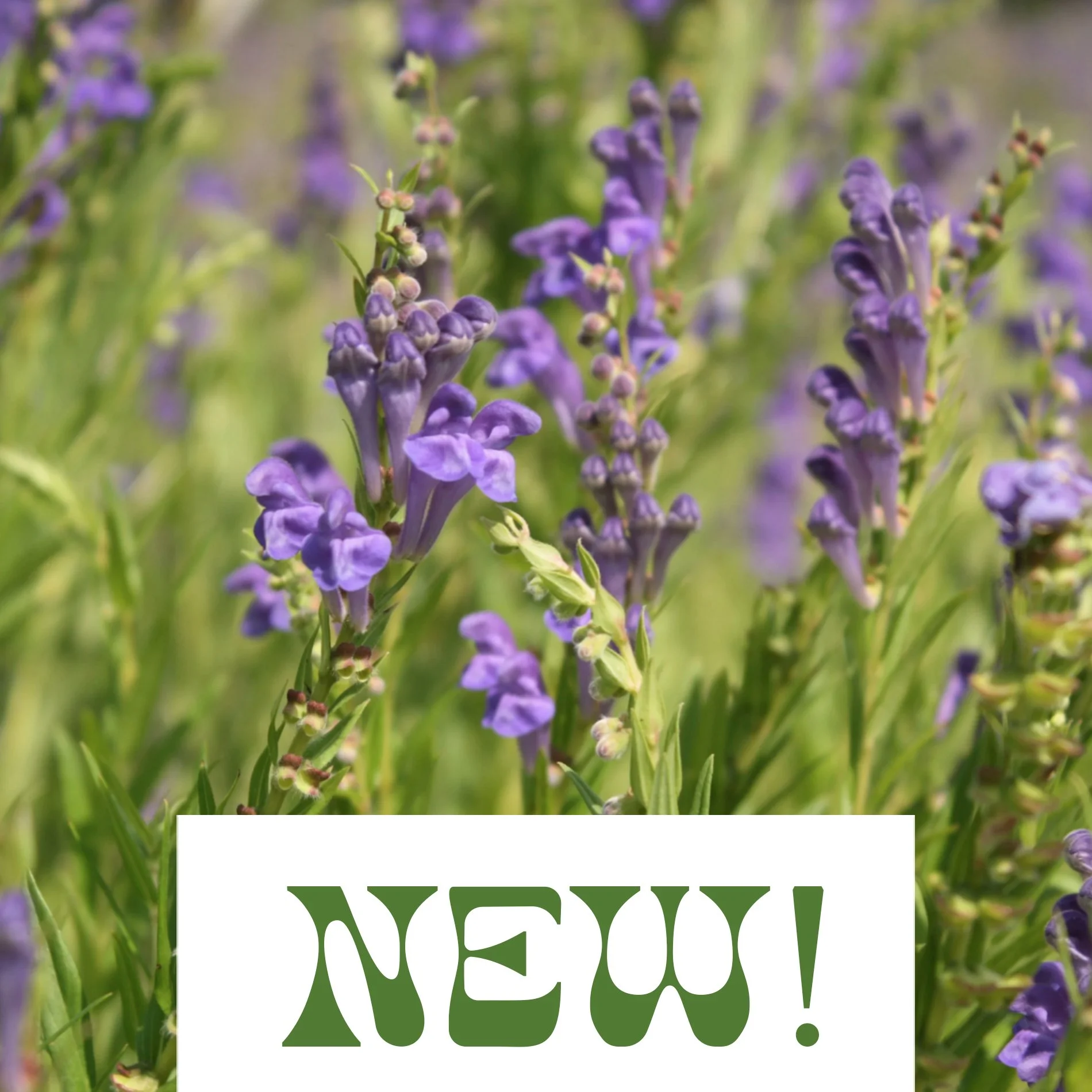 Baical Skullcap- Scutillaria baicalensis