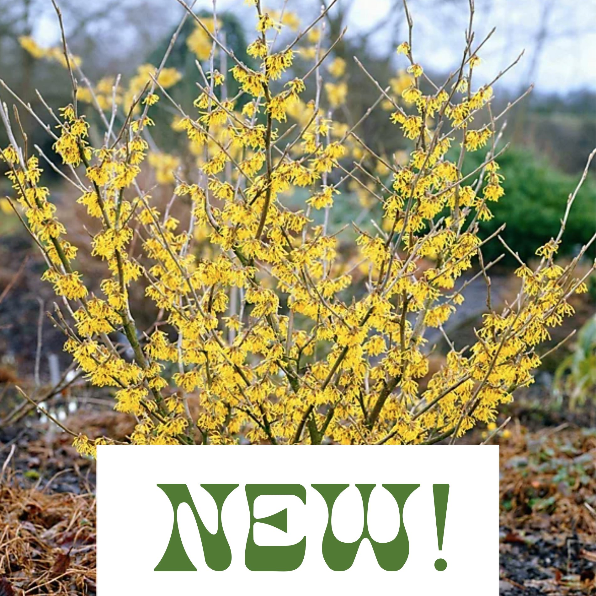 Witch Hazel - Hamamelis virginiana