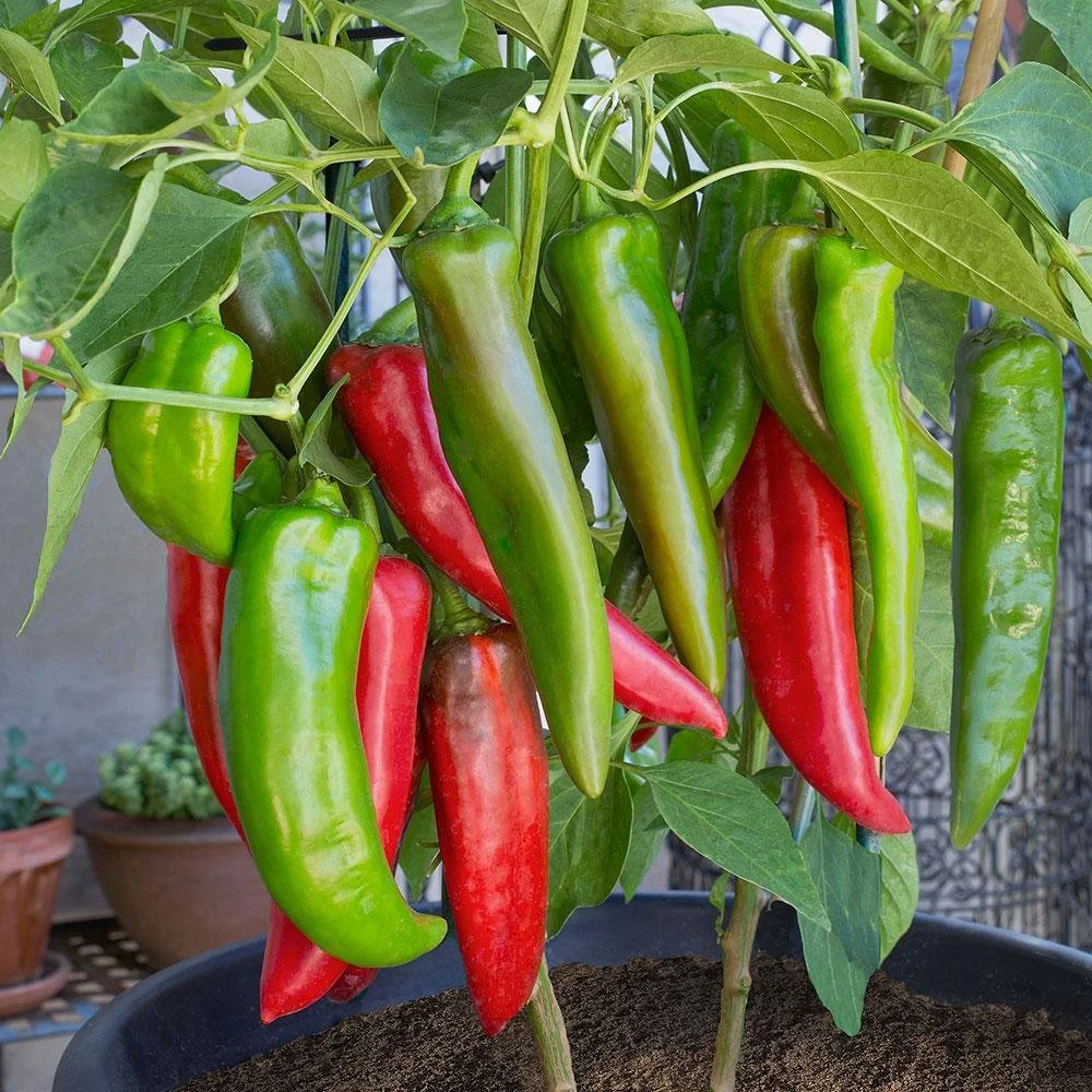 Hot Pepper 4-Pack