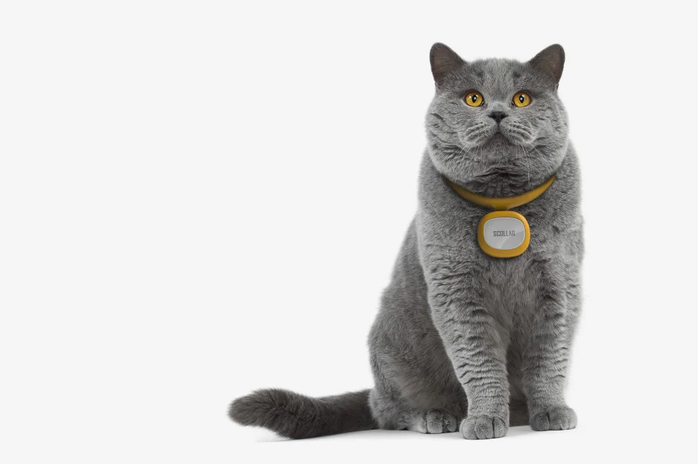 Mighty Scollar cat.jpg
