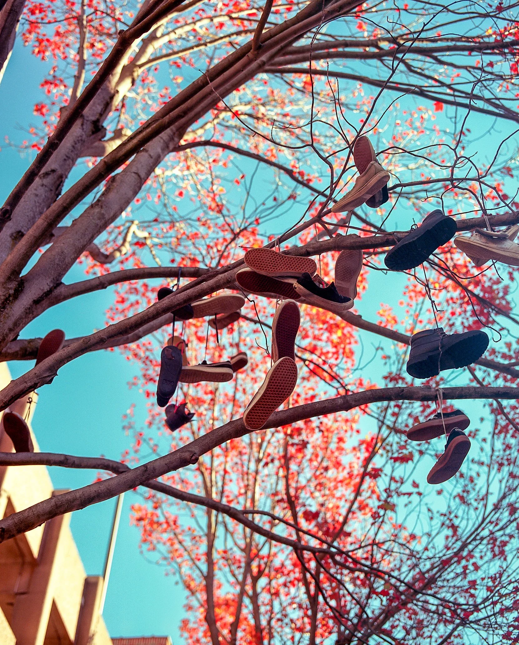  Portra - Mamiya RB67 