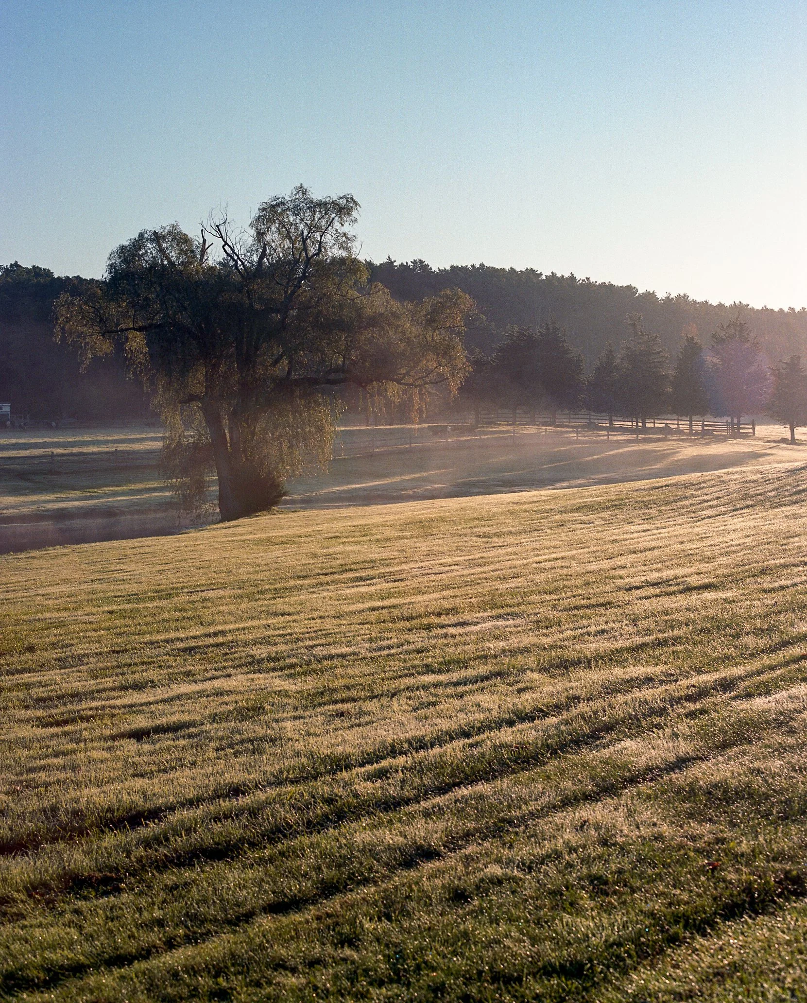  Portra - Mamiya RB67 