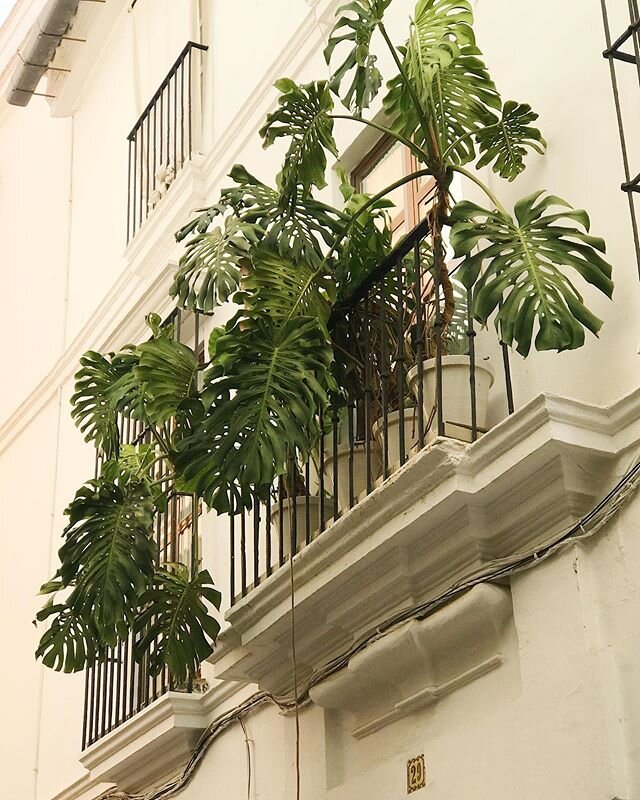 Monstera Deliciosa
-
Monstera deliciosa, also known as the Swiss Cheese plant, is a species of flowering plant native to tropical forests of southern Mexico and south to Panama. It has been introduced to many tropical areas and has become a mildly in