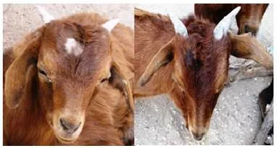 A- Goat with an area on head affected with ringworm B- Goat after receiving henna treatment. (Read more on this study here )