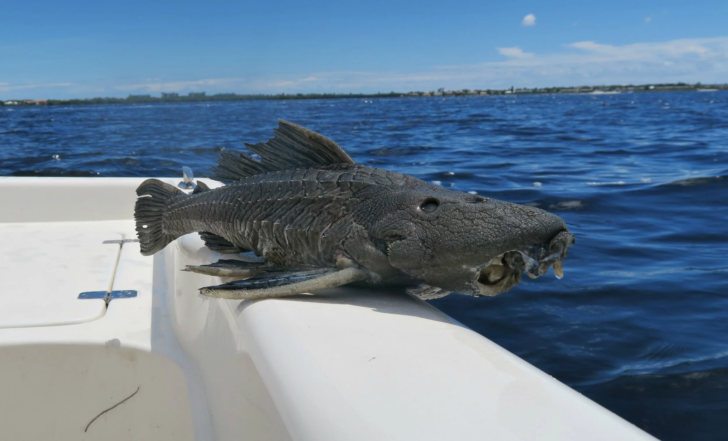 a dead plecostomus in the caloosahatchee RIVER
