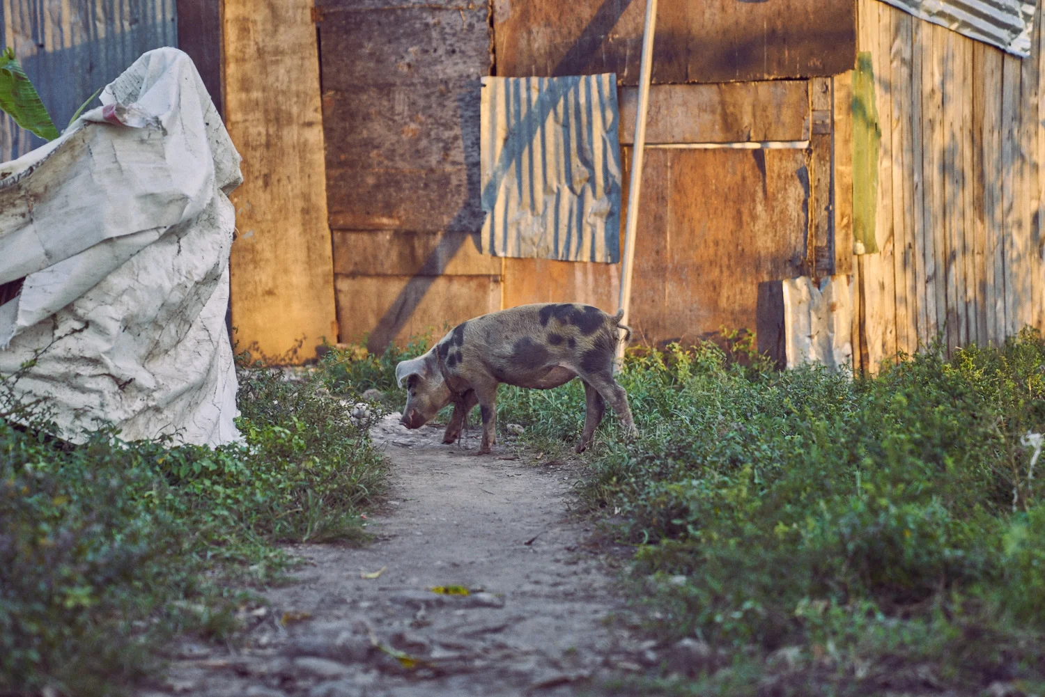 AMVISUALS-Haiti-2016-Print_DSC0037.jpg